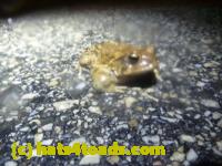 /home//u458753944/public_html/sourcegallery///Roxborough Toad Detour/2013-2019/2014/2014-04-07/P1140933.JPG